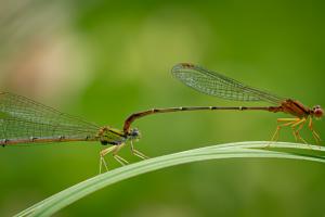 Competition entry: Damselfly Date