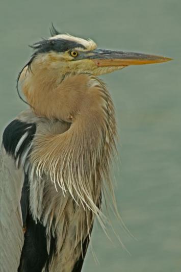 Competition entry: Profile Of Great Blue Heron In Mating Plumage