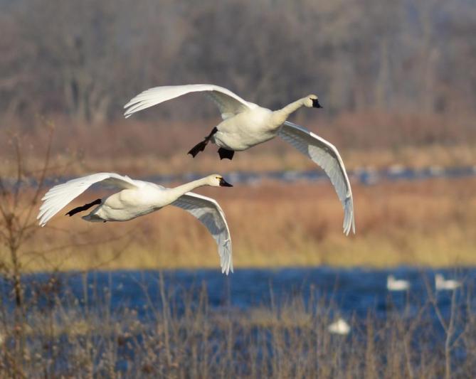 Competition entry: Migration of the Tundra Swans - Brownsville