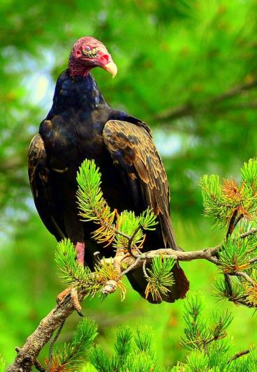 Competition entry: Turkey Vulture