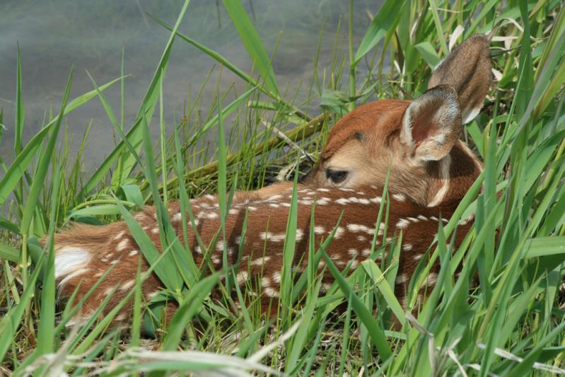Competition entry: Tired Newborn Fawn