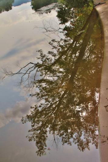 Competition entry: Reflection of Tree at Goose 