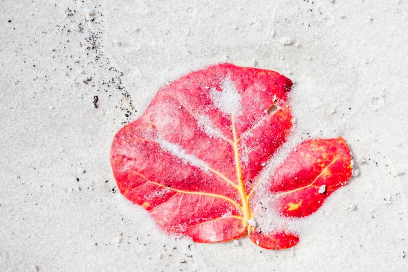 Competition entry: Sea Grape Leaf in the Sand