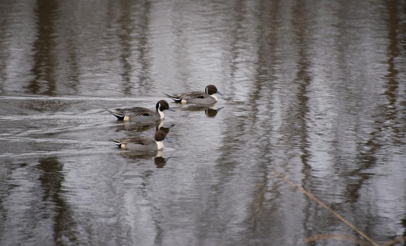 Competition entry: Pintails