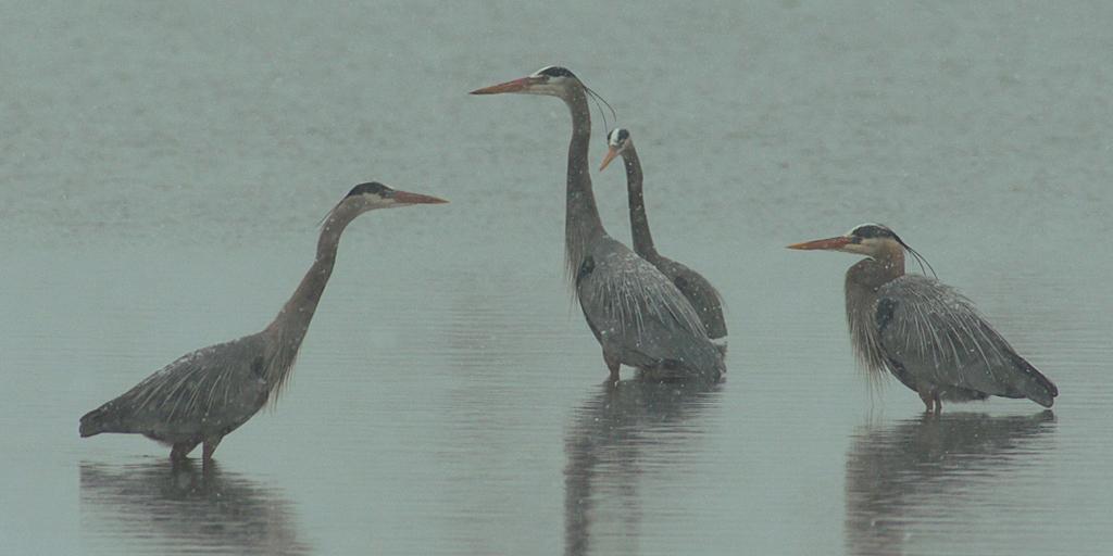 Competition entry: Herons with Spring Snow