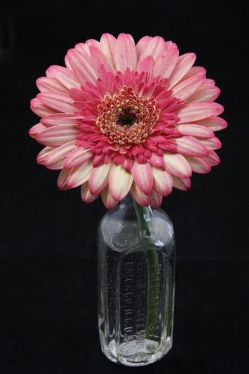 Competition entry: Pretty Pink Daisy