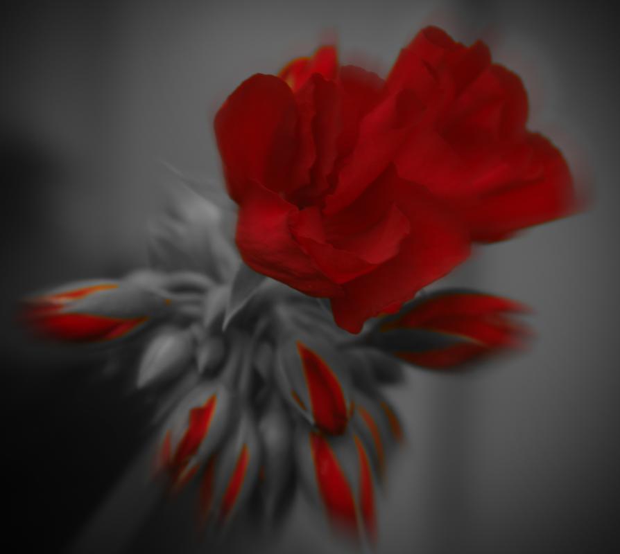 Competition entry: Red Flower