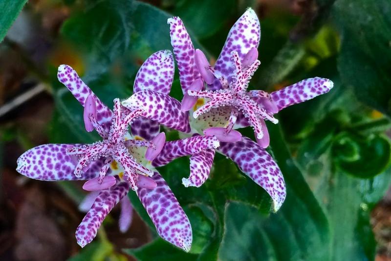 Competition entry: Spotted Toad Lily