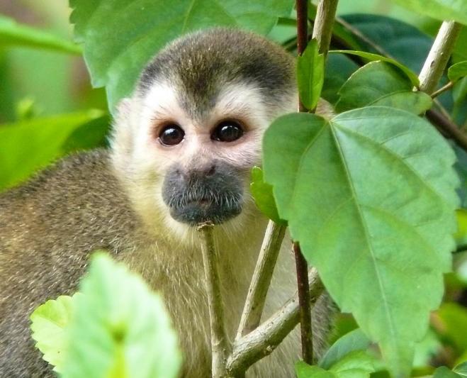 Competition entry: Squirrel Monkey - Costa Rica