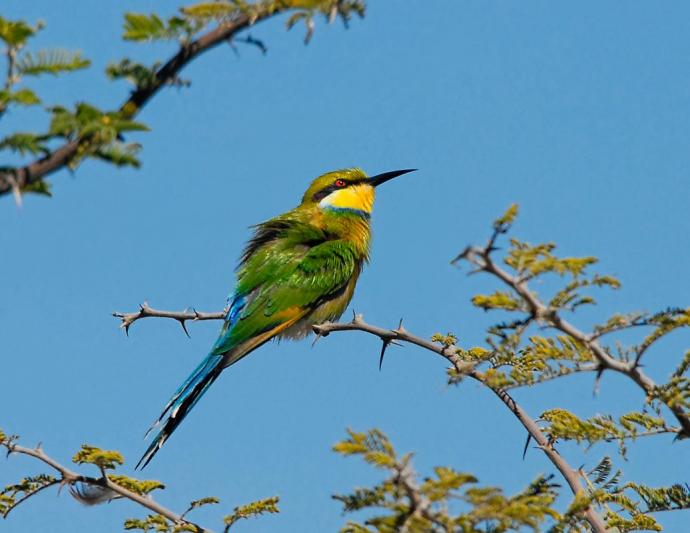 Competition entry: Swallow Tailed Bee Eater