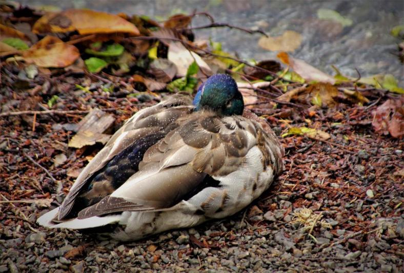 Competition entry: let sleeping ducks lie
