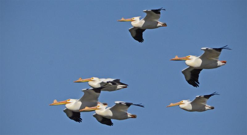 Competition entry: Pelicans