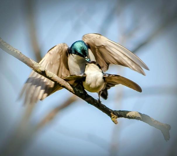 Competition entry: Tree Swallow Feeding Time