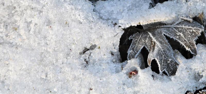 Competition entry: leaf in ice