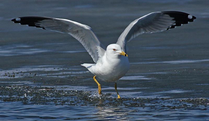 Competition entry: Ring-billed Gull