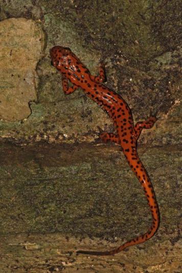 Competition entry: Cave Salamander