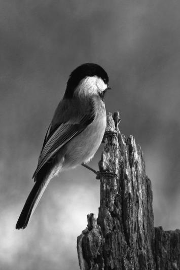 Competition entry: Chickadee