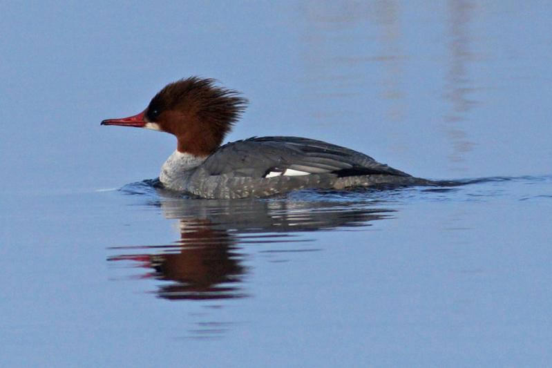 Competition entry: Female Common Merganser