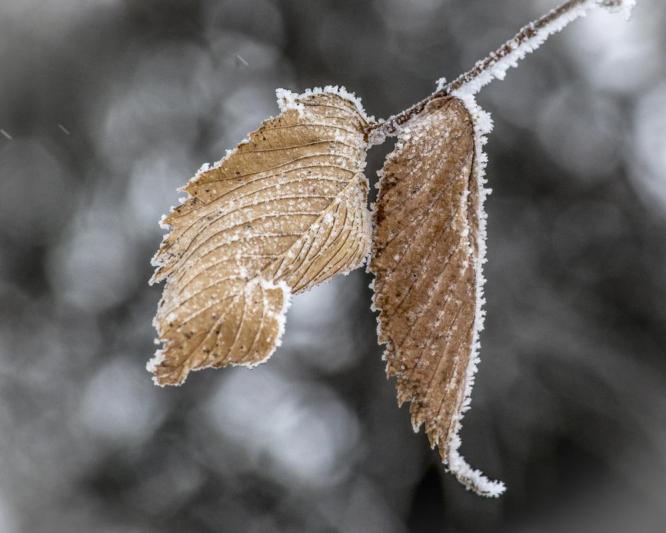 Competition entry: Frosted Elm Leaves