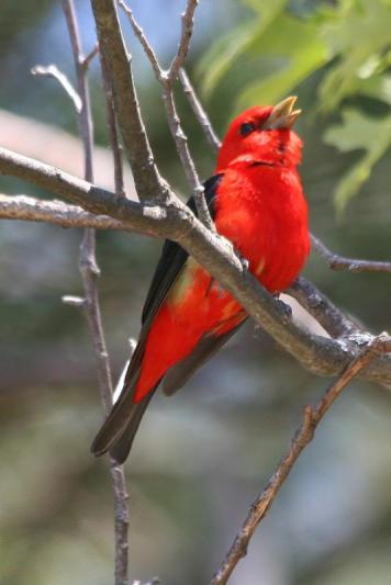 Competition entry: Scarlet Tanager