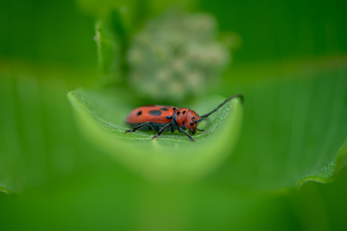 Competition entry: Red Milkweed Beetle