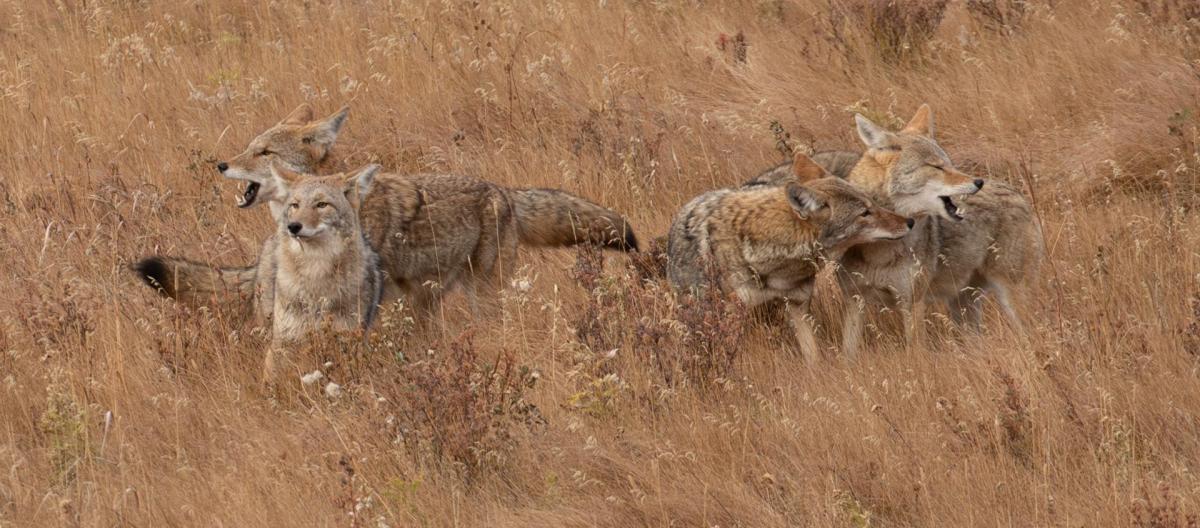 Coyotes at Play