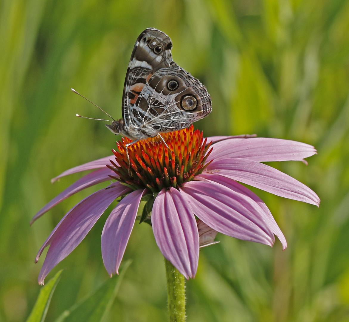 Competition entry: American Lady Butterfly on Coneflower