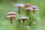 Competition entry: Mushroom Medley
