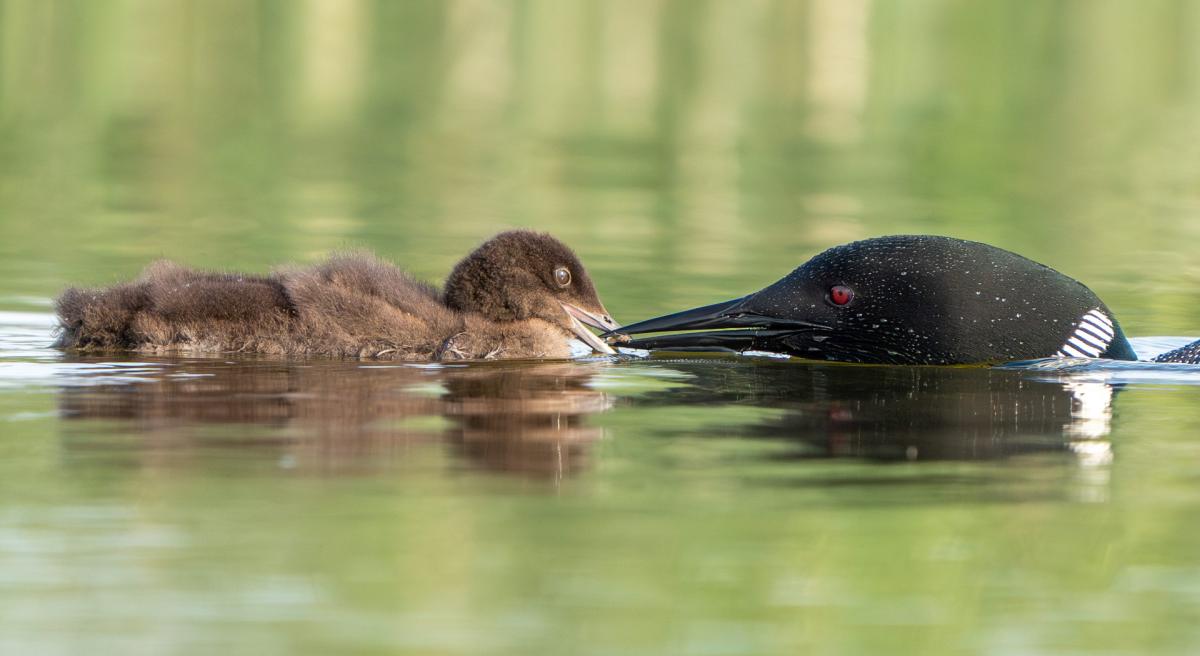 A Common loon mom feeding her baby