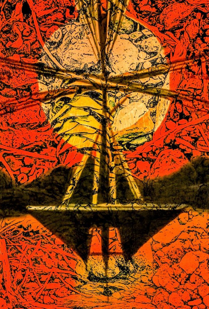 Competition entry: Red Sky Sailing