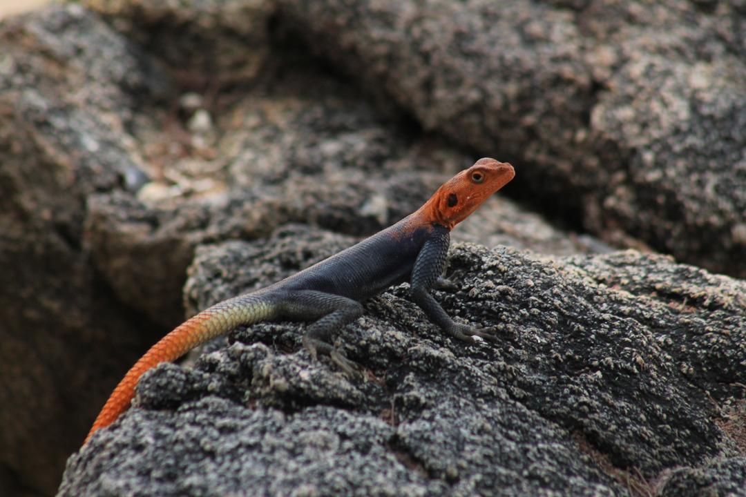 Competition entry: Lizard #4444