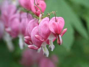 Competition entry: Bleeding Heart