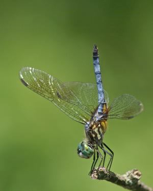 Competition entry: Blue Dasher