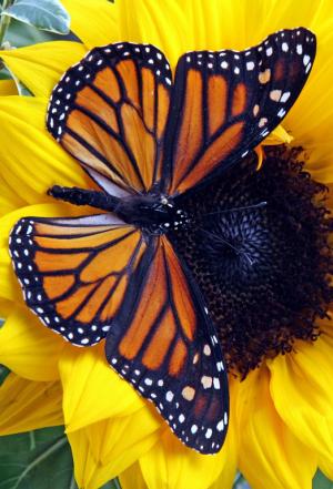Competition entry: Monarch on Sunflower