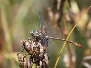 Competition entry: Russet-tipped Clubtail (Adult Male)