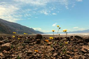 Competition entry: Death Valley Daisies