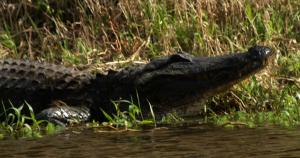 Competition entry: Florida alligator