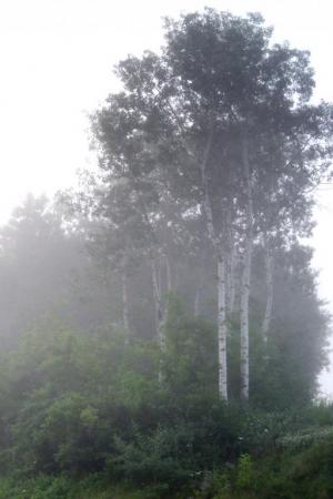 Competition entry: Foggy Birch