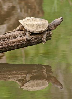 Competition entry: Snapping Turtle