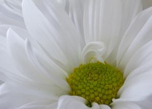 Competition entry: Chrysanthemum Blanc