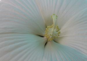 Competition entry: White Hibiscus