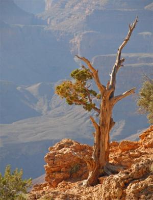 Competition entry: Grand Canyon Tree