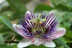 Competition entry: Passion Flower