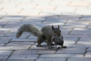 Competition entry: Mother Squirrel and Her Baby