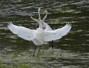 Competition entry: Egrets Fighting