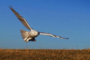 Competition entry: Snowy Owl in Flight