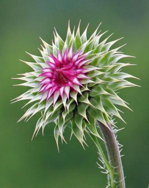 Competition entry: Thistle
