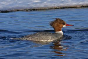 Competition entry: Common Merganser