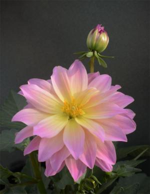 Competition entry: Pink Dahlia