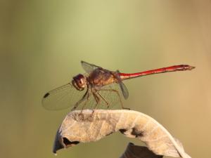 Competition entry: Autumn Meadowhawk